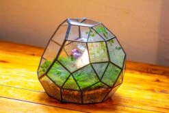 Propagation Station Glass Geometric Moon Terrarium, Close, With Door -Ncyp Garden Sale Shop IMG 9426