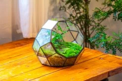 Propagation Station Glass Geometric Moon Terrarium, Close, With Door -Ncyp Garden Sale Shop IMG 9429