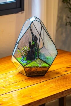Propagation Station 13" Large Teardrop Geometric Terrarium, Close, With Door -Ncyp Garden Sale Shop IMG 9436