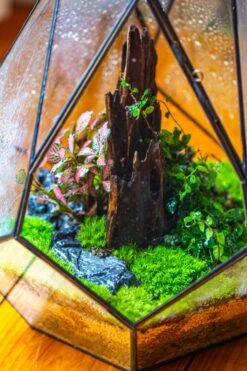 Propagation Station 13" Large Teardrop Geometric Terrarium, Close, With Door -Ncyp Garden Sale Shop IMG 9439