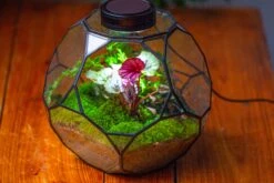 Propagation Station Glass Geometric Terrarium, 32 Face , Close, With Door, Truncated Dodecahedron -Ncyp Garden Sale Shop IMG 9446