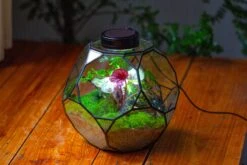 Propagation Station Glass Geometric Terrarium, 32 Face , Close, With Door, Truncated Dodecahedron -Ncyp Garden Sale Shop IMG 9448