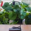 5W Warm White Black LED Grow Light Adjustable With Black Matte Stand, Or Terrarium, Moss, Shade Plants, Multi Size Available Customizable -39cm / 15.4