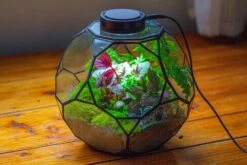 Propagation Station Glass Geometric Terrarium, 32 Face , Close, With Door, Truncated Dodecahedron -Ncyp Garden Sale Shop IMG 9451 21b2b7eb 315f 444d b96e cc5ecd030d39