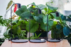 5W Warm White Black LED Grow Light Adjustable With Black Matte Stand, Or Terrarium, Moss, Shade Plants, Multi Size Available Customizable - 29cm / 11.4" 37 5W Warm White Black LED Grow Light Adjustable With Black Matte Stand, Or Terrarium, Moss, Shade Plants, Multi Size Available Customizable - 29cm / 11.4" -Ncyp Garden Sale Shop IMG 9452 1b1fcbc9 54c2 48ab a382 6d696084364d