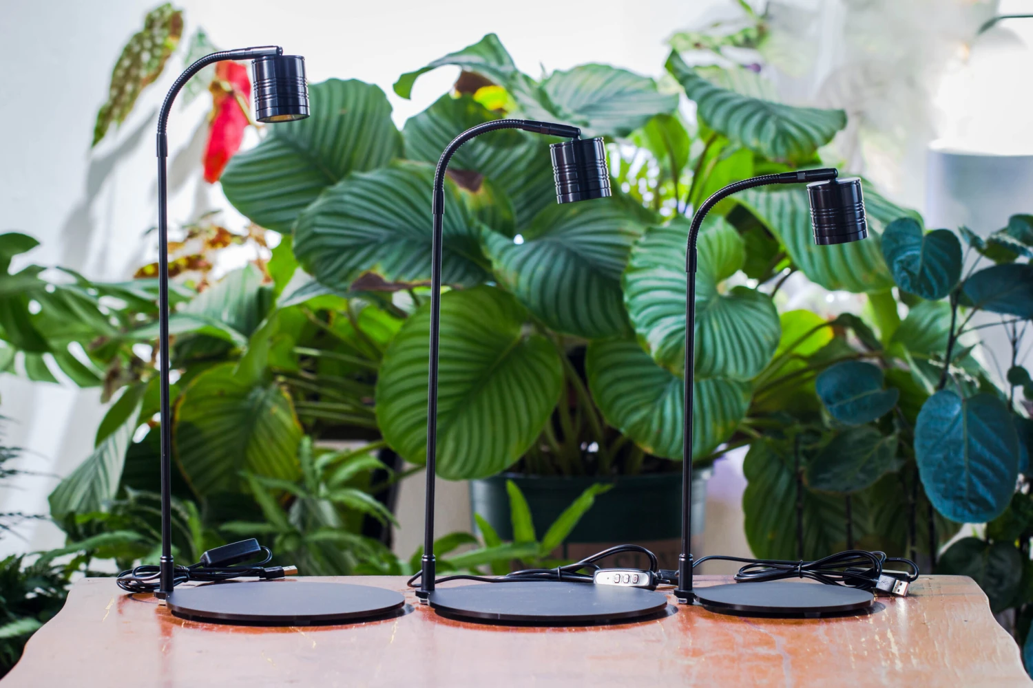 5W Warm White Black LED Grow Light Adjustable With Black Matte Stand, Or Terrarium, Moss, Shade Plants, Multi Size Available Customizable - 29cm / 11.4" 19 5W Warm White Black LED Grow Light Adjustable With Black Matte Stand, Or Terrarium, Moss, Shade Plants, Multi Size Available Customizable - 29cm / 11.4" - Image 19