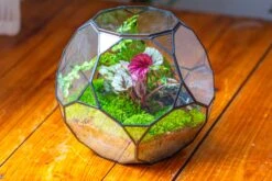 Propagation Station Glass Geometric Terrarium, 32 Face , Close, With Door, Truncated Dodecahedron -Ncyp Garden Sale Shop IMG 9513