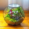 Propagation Station Glass Geometric Terrarium, 32 Face , Close, With Door, Truncated Dodecahedron