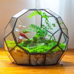 Propagation Station Glass Geometric Moon Terrarium, Close, With Door -Ncyp Garden Sale Shop IMG 9521