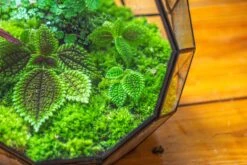 Propagation Station Glass Geometric Moon Terrarium, Close, With Door -Ncyp Garden Sale Shop IMG 9524