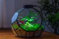 Propagation Station Glass Geometric Moon Terrarium, Close, With Door -Ncyp Garden Sale Shop IMG 9574