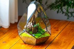 Propagation Station 13" Large Teardrop Geometric Terrarium, Close, With Door -Ncyp Garden Sale Shop IMG 9578