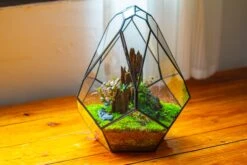 Propagation Station 13" Large Teardrop Geometric Terrarium, Close, With Door -Ncyp Garden Sale Shop IMG 9579