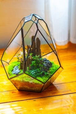Propagation Station 13" Large Teardrop Geometric Terrarium, Close, With Door -Ncyp Garden Sale Shop IMG 9580