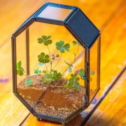 Mini 5x7 Inches Octagon Shape Glass Geometric Terrarium Enclosure With Side Vent For Small Insect, Jumping Spider -Ncyp Garden Sale Shop IMG 9641