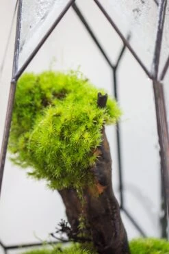 20x30cm Multiple Pieces Live Dry Leucobryum Moss, Cushion Moss Will Regreen, For Terrarium, Micro Landscape -Ncyp Garden Sale Shop IMG 9716