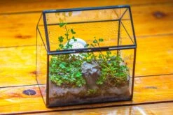Handmade NCYP Geometric Glass Black Terrarium Box House Shape Close, Tabletop, Swing Lid For Air Plants Moss Snail Reptile Habitat -Ncyp Garden Sale Shop IMG 9758