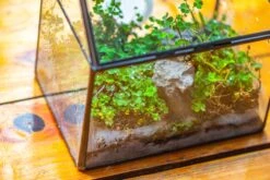 Handmade NCYP Geometric Glass Black Terrarium Box House Shape Close, Tabletop, Swing Lid For Air Plants Moss Snail Reptile Habitat -Ncyp Garden Sale Shop IMG 9759