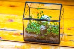 Handmade NCYP Geometric Glass Black Terrarium Box House Shape Close, Tabletop, Swing Lid For Air Plants Moss Snail Reptile Habitat -Ncyp Garden Sale Shop IMG 9760 7b9ad397 3214 4c9b 832d b4df3556db80