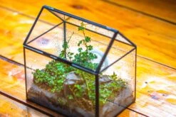 Handmade NCYP Geometric Glass Black Terrarium Box House Shape Close, Tabletop, Swing Lid For Air Plants Moss Snail Reptile Habitat -Ncyp Garden Sale Shop IMG 9761 5d9f614f 0bbe 4524 b593 7f330f23d01a