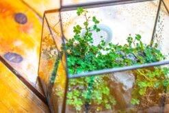 Handmade NCYP Geometric Glass Black Terrarium Box House Shape Close, Tabletop, Swing Lid For Air Plants Moss Snail Reptile Habitat -Ncyp Garden Sale Shop IMG 9762 e66a20d7 c57f 4765 8171 34beeae8bd51