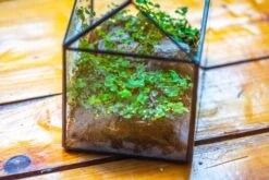 Handmade NCYP Geometric Glass Black Terrarium Box House Shape Close, Tabletop, Swing Lid For Air Plants Moss Snail Reptile Habitat -Ncyp Garden Sale Shop IMG 9763 10e4b72b f008 46d8 bfd0 a94db15f6307