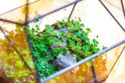 Handmade NCYP Geometric Glass Black Terrarium Box House Shape Close, Tabletop, Swing Lid For Air Plants Moss Snail Reptile Habitat -Ncyp Garden Sale Shop IMG 9764