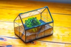 NCYP Mini Glass Terrarium With Lid House Shape Closed Planter Pot For Small Cactus, Succulents Plant 25 NCYP Mini Glass Terrarium With Lid House Shape Closed Planter Pot For Small Cactus, Succulents Plant -Ncyp Garden Sale Shop IMG 9767
