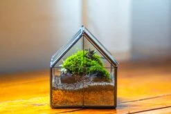 NCYP Mini Glass Terrarium With Lid House Shape Closed Planter Pot For Small Cactus, Succulents Plant 26 NCYP Mini Glass Terrarium With Lid House Shape Closed Planter Pot For Small Cactus, Succulents Plant -Ncyp Garden Sale Shop IMG 9769