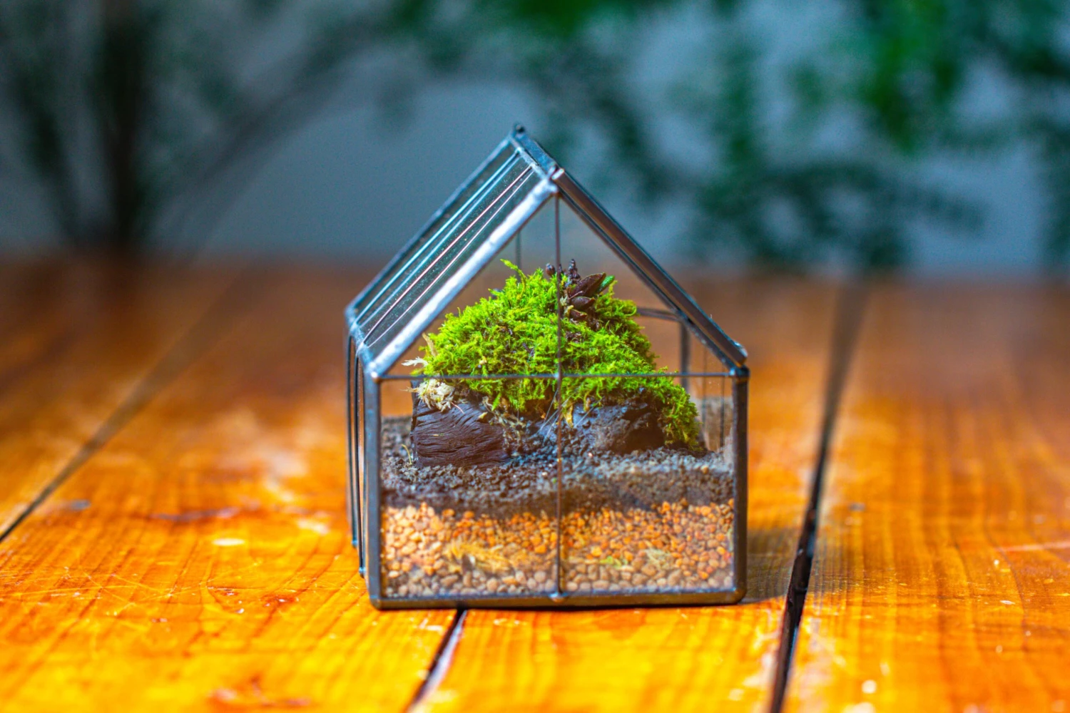 NCYP Mini Glass Terrarium With Lid House Shape Closed Planter Pot For Small Cactus, Succulents Plant 11 NCYP Mini Glass Terrarium With Lid House Shape Closed Planter Pot For Small Cactus, Succulents Plant - Image 11