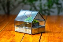 NCYP Mini Glass Terrarium With Lid House Shape Closed Planter Pot For Small Cactus, Succulents Plant 27 NCYP Mini Glass Terrarium With Lid House Shape Closed Planter Pot For Small Cactus, Succulents Plant -Ncyp Garden Sale Shop IMG 9775