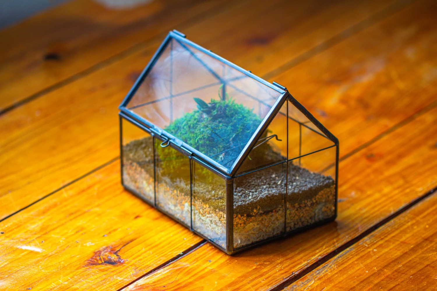 NCYP Mini Glass Terrarium With Lid House Shape Closed Planter Pot For Small Cactus, Succulents Plant 9 NCYP Mini Glass Terrarium With Lid House Shape Closed Planter Pot For Small Cactus, Succulents Plant - Image 9