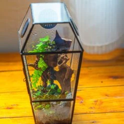 Coffin-Shaped Tin Glass Terrarium Enclosure, Gothic Style, For Jumping Spider, Insects, Snails -Ncyp Garden Sale Shop IMG 9778 1
