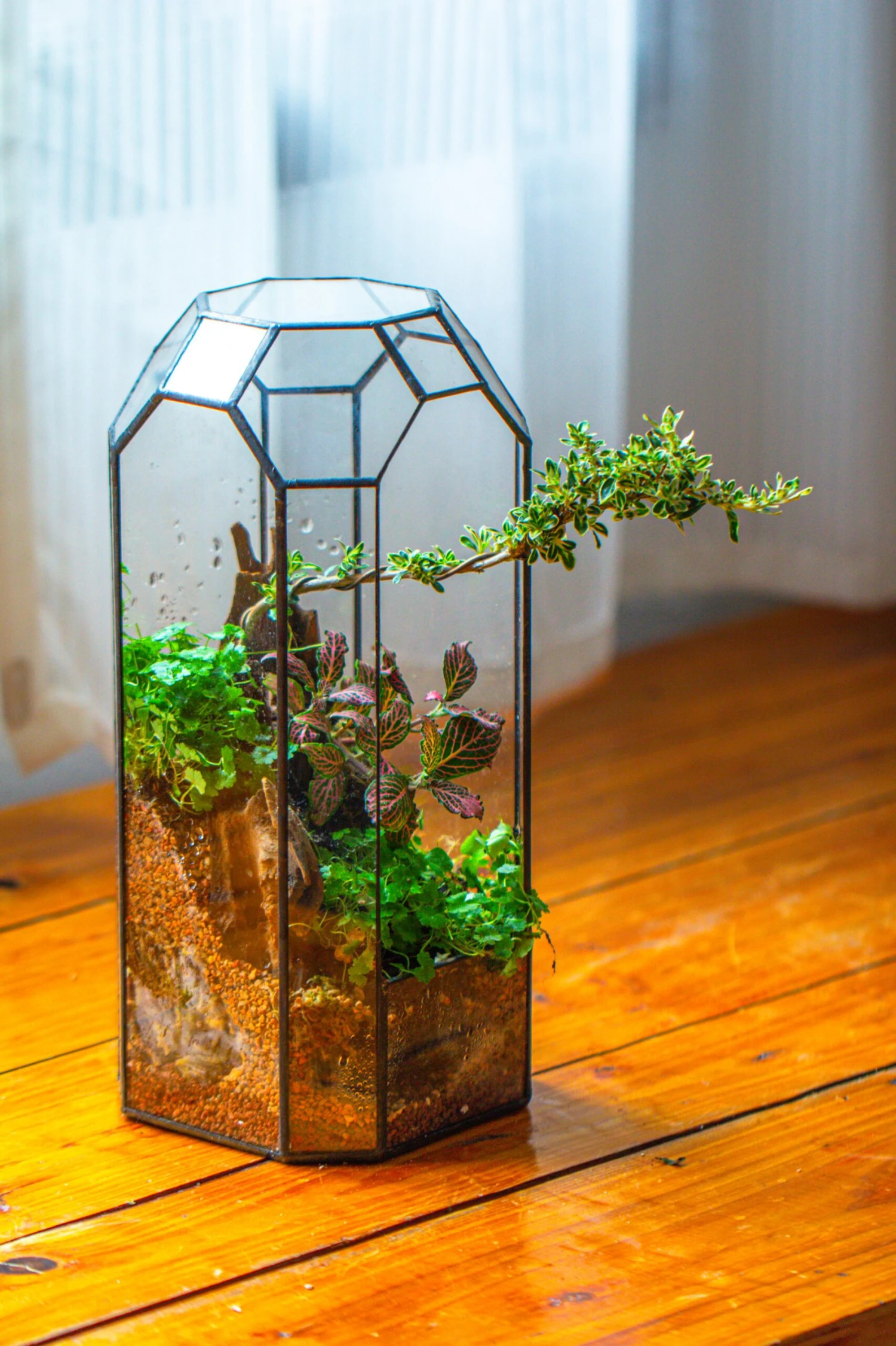 Vintage Tall Octagon Geometric Tin Glass Terrarium , 12.6" , Open, Suitable For Tall Plants, Orchid, Small Begonia Pitcher, Micro Landscape 11 Vintage Tall Octagon Geometric Tin Glass Terrarium , 12.6" , Open, Suitable For Tall Plants, Orchid, Small Begonia Pitcher, Micro Landscape - Image 11
