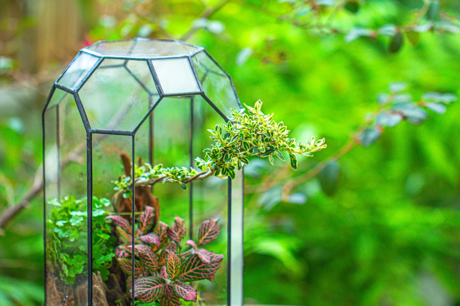 Vintage Tall Octagon Geometric Tin Glass Terrarium , 12.6" , Open, Suitable For Tall Plants, Orchid, Small Begonia Pitcher, Micro Landscape 12 Vintage Tall Octagon Geometric Tin Glass Terrarium , 12.6" , Open, Suitable For Tall Plants, Orchid, Small Begonia Pitcher, Micro Landscape - Image 12
