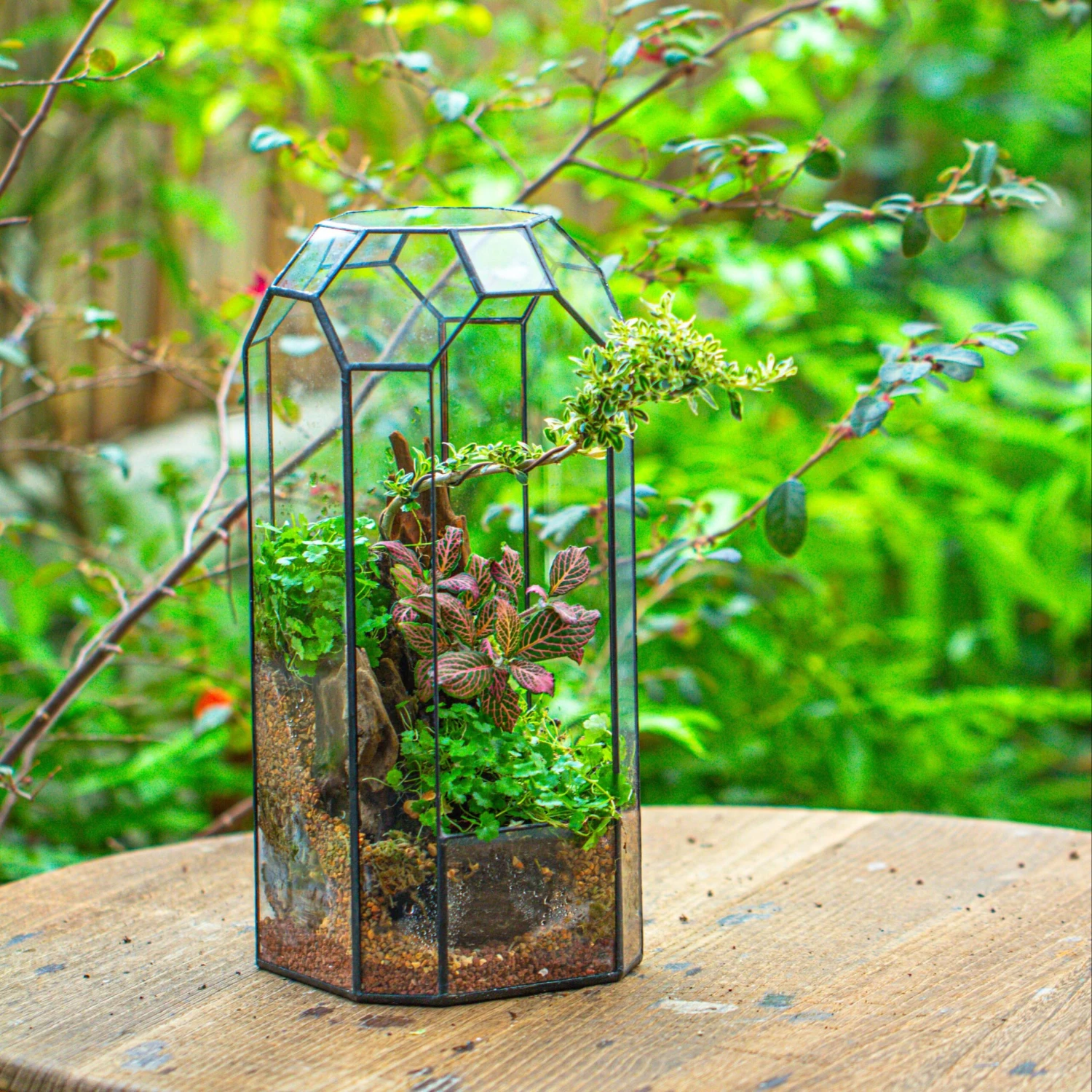 Vintage Tall Octagon Geometric Tin Glass Terrarium , 12.6" , Open, Suitable For Tall Plants, Orchid, Small Begonia Pitcher, Micro Landscape 2 Vintage Tall Octagon Geometric Tin Glass Terrarium , 12.6" , Open, Suitable For Tall Plants, Orchid, Small Begonia Pitcher, Micro Landscape - Image 2