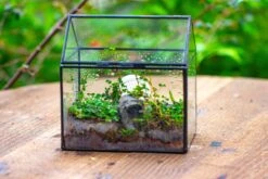 Handmade NCYP Geometric Glass Black Terrarium Box House Shape Close, Tabletop, Swing Lid For Air Plants Moss Snail Reptile Habitat -Ncyp Garden Sale Shop IMG 9981