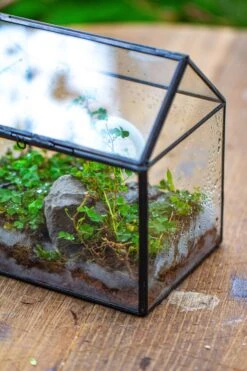 Handmade NCYP Geometric Glass Black Terrarium Box House Shape Close, Tabletop, Swing Lid For Air Plants Moss Snail Reptile Habitat -Ncyp Garden Sale Shop IMG 9982