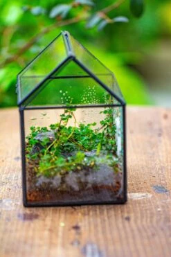 Handmade NCYP Geometric Glass Black Terrarium Box House Shape Close, Tabletop, Swing Lid For Air Plants Moss Snail Reptile Habitat -Ncyp Garden Sale Shop IMG 9984