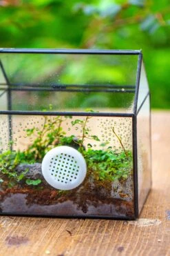 Handmade NCYP Geometric Glass Black Terrarium Box House Shape Close, Tabletop, Swing Lid For Air Plants Moss Snail Reptile Habitat -Ncyp Garden Sale Shop IMG 9985