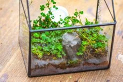 Handmade NCYP Geometric Glass Black Terrarium Box House Shape Close, Tabletop, Swing Lid For Air Plants Moss Snail Reptile Habitat -Ncyp Garden Sale Shop IMG 9986