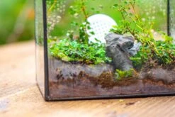 Handmade NCYP Geometric Glass Black Terrarium Box House Shape Close, Tabletop, Swing Lid For Air Plants Moss Snail Reptile Habitat -Ncyp Garden Sale Shop IMG 9987
