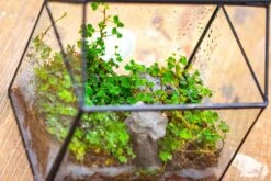 Handmade NCYP Geometric Glass Black Terrarium Box House Shape Close, Tabletop, Swing Lid For Air Plants Moss Snail Reptile Habitat -Ncyp Garden Sale Shop IMG 9988