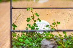 Handmade NCYP Geometric Glass Black Terrarium Box House Shape Close, Tabletop, Swing Lid For Air Plants Moss Snail Reptile Habitat -Ncyp Garden Sale Shop IMG 9993