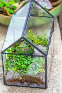 Handmade NCYP Geometric Glass Black Terrarium Box House Shape Close, Tabletop, Swing Lid For Air Plants Moss Snail Reptile Habitat -Ncyp Garden Sale Shop IMG 9994