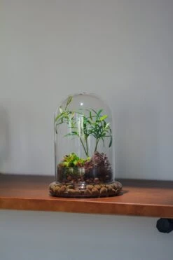 Cloche With Base 20CM Glass Dome / Round Head Glass Cloche Dome Cover Terrarium Container With Without Airhole For Venus Flytrap -Ncyp Garden Sale Shop il fullxfull.3751989002 99u0