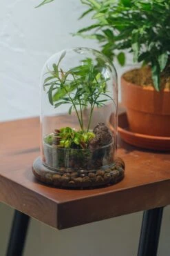 Cloche With Base 20CM Glass Dome / Round Head Glass Cloche Dome Cover Terrarium Container With Without Airhole For Venus Flytrap -Ncyp Garden Sale Shop il fullxfull.3751989076 7zt5
