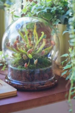 Cloche With Base 20CM Glass Dome / Round Head Glass Cloche Dome Cover Terrarium Container With Without Airhole For Venus Flytrap -Ncyp Garden Sale Shop il fullxfull.3751989226 6m6w