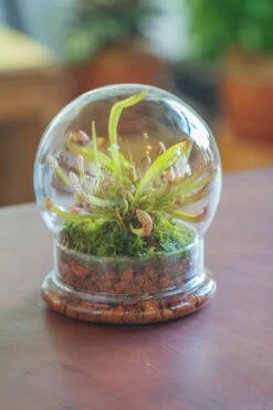 Cloche With Base 20CM Glass Dome / Round Head Glass Cloche Dome Cover Terrarium Container With Without Airhole For Venus Flytrap -Ncyp Garden Sale Shop il fullxfull.3799581463 hi5f