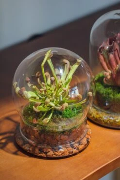 Cloche With Base 20CM Glass Dome / Round Head Glass Cloche Dome Cover Terrarium Container With Without Airhole For Venus Flytrap -Ncyp Garden Sale Shop il fullxfull.3799581577 nn3q
